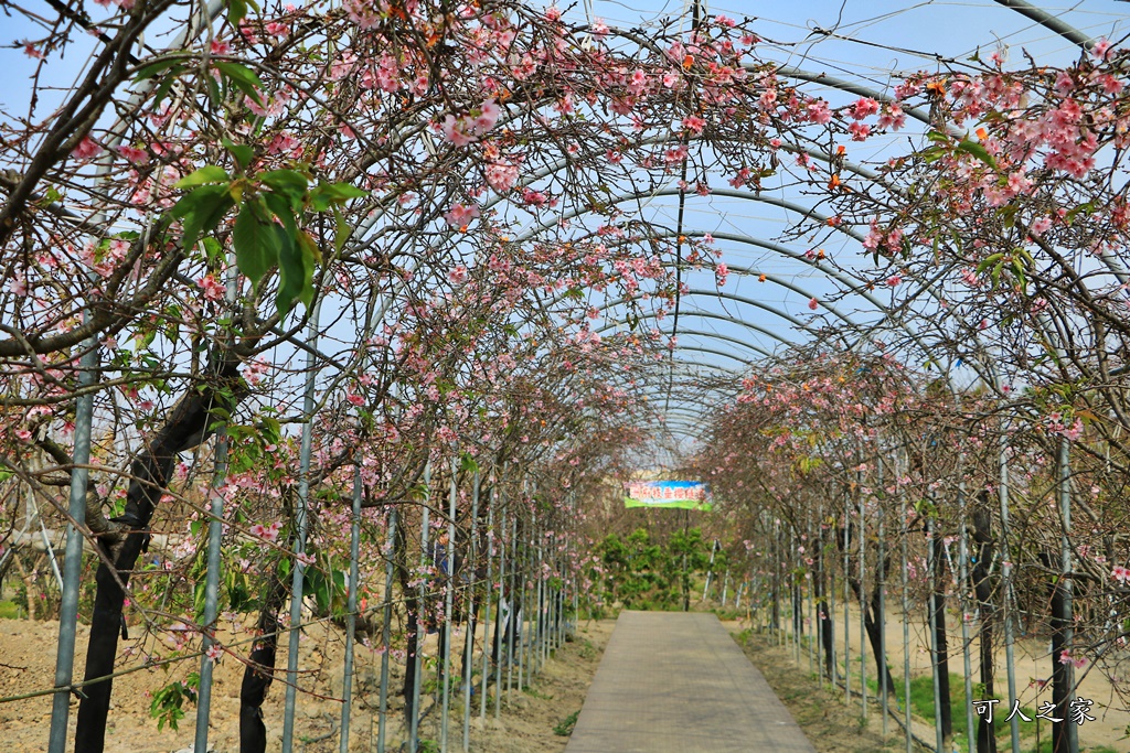 2019賞櫻,彰化櫻花盛開,彰化賞櫻,芬園花卉生產休憩園區2019