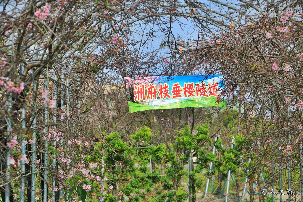 2019賞櫻,彰化櫻花盛開,彰化賞櫻,芬園花卉生產休憩園區2019