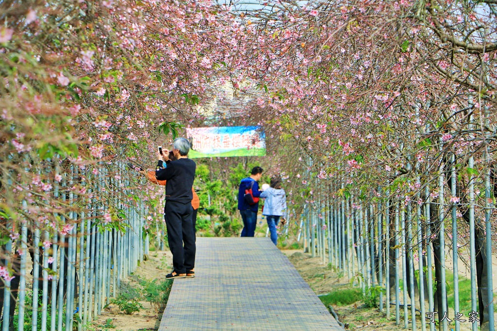 2019賞櫻,彰化櫻花盛開,彰化賞櫻,芬園花卉生產休憩園區2019