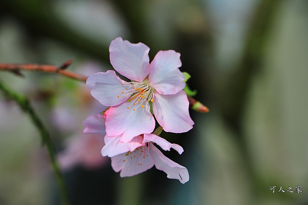 2019賞櫻,彰化櫻花盛開,彰化賞櫻,芬園花卉生產休憩園區2019