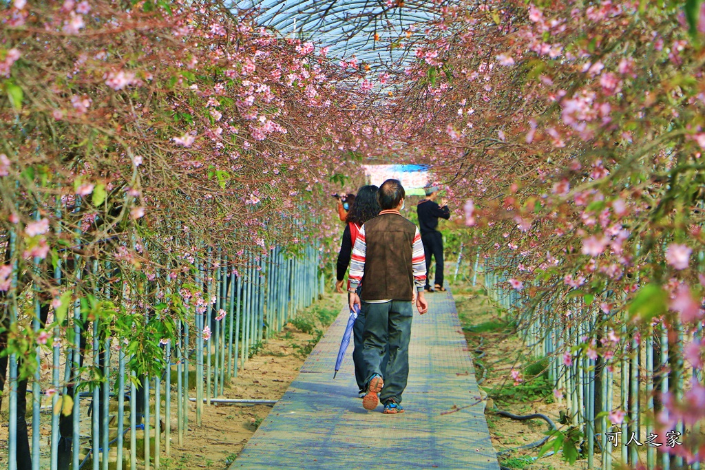 2019賞櫻,彰化櫻花盛開,彰化賞櫻,芬園花卉生產休憩園區2019