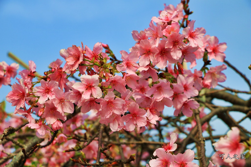 2019賞櫻,彰化櫻花盛開,彰化賞櫻,芬園花卉生產休憩園區2019