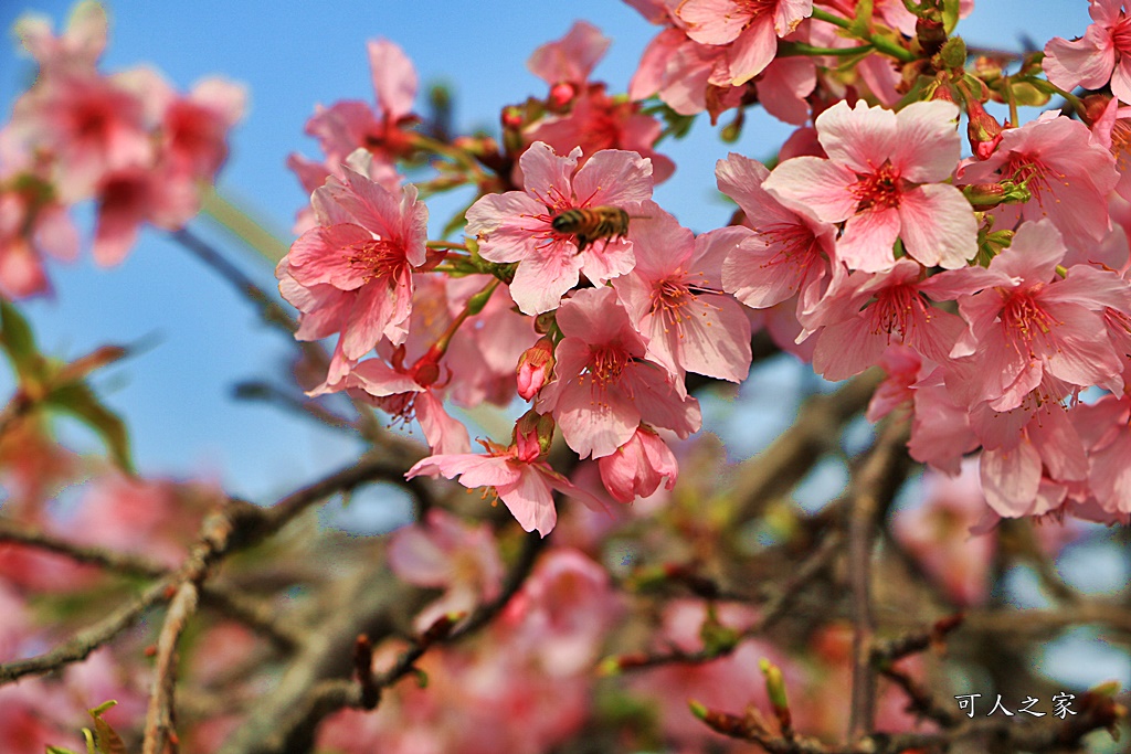 2019賞櫻,彰化櫻花盛開,彰化賞櫻,芬園花卉生產休憩園區2019