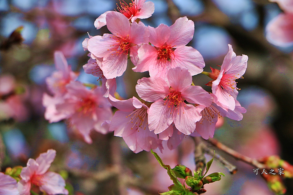 2019賞櫻,彰化櫻花盛開,彰化賞櫻,芬園花卉生產休憩園區2019