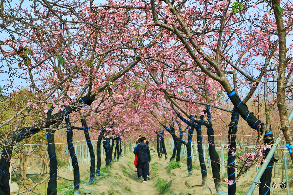 2019賞櫻,彰化櫻花盛開,彰化賞櫻,芬園花卉生產休憩園區2019