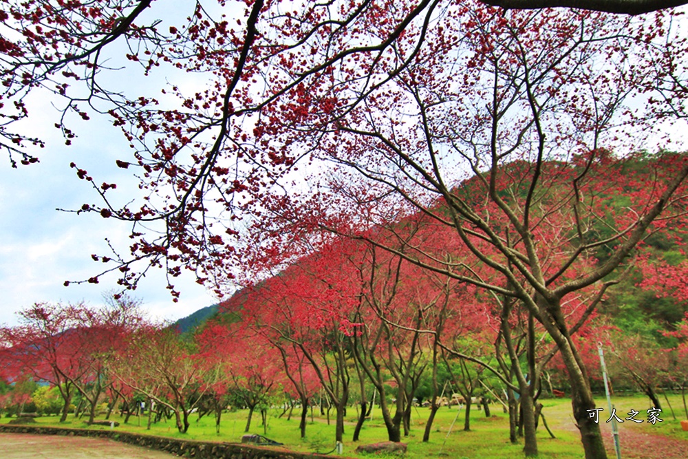 2019南投八重櫻盛開,2019箱根櫻花,一日遊,全家旅遊,八重櫻免費景點,南投清境一日遊行程,南投許願藤,南投賞櫻花,周邊景點,清境旅遊規劃,箱根生活館,輕旅行