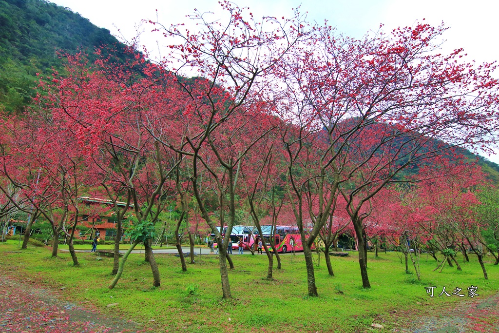 2019南投八重櫻盛開,2019箱根櫻花,一日遊,全家旅遊,八重櫻免費景點,南投清境一日遊行程,南投許願藤,南投賞櫻花,周邊景點,清境旅遊規劃,箱根生活館,輕旅行