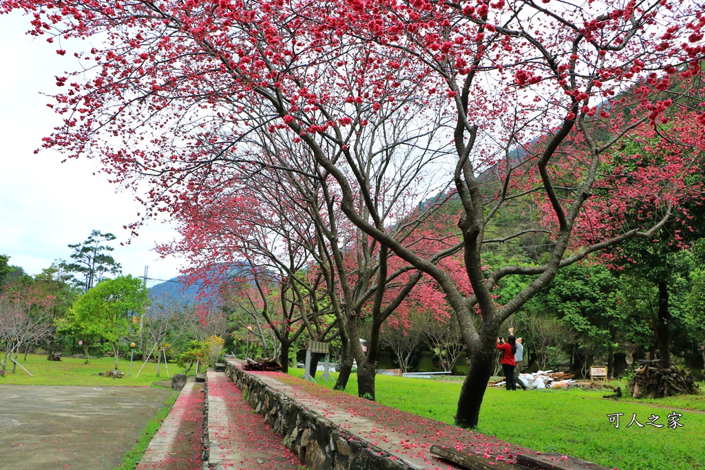 2019南投八重櫻盛開,2019箱根櫻花,一日遊,全家旅遊,八重櫻免費景點,南投清境一日遊行程,南投許願藤,南投賞櫻花,周邊景點,清境旅遊規劃,箱根生活館,輕旅行