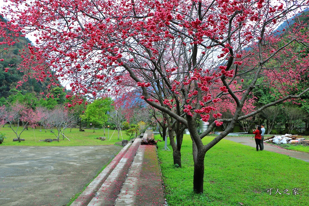 2019南投八重櫻盛開,2019箱根櫻花,一日遊,全家旅遊,八重櫻免費景點,南投清境一日遊行程,南投許願藤,南投賞櫻花,周邊景點,清境旅遊規劃,箱根生活館,輕旅行