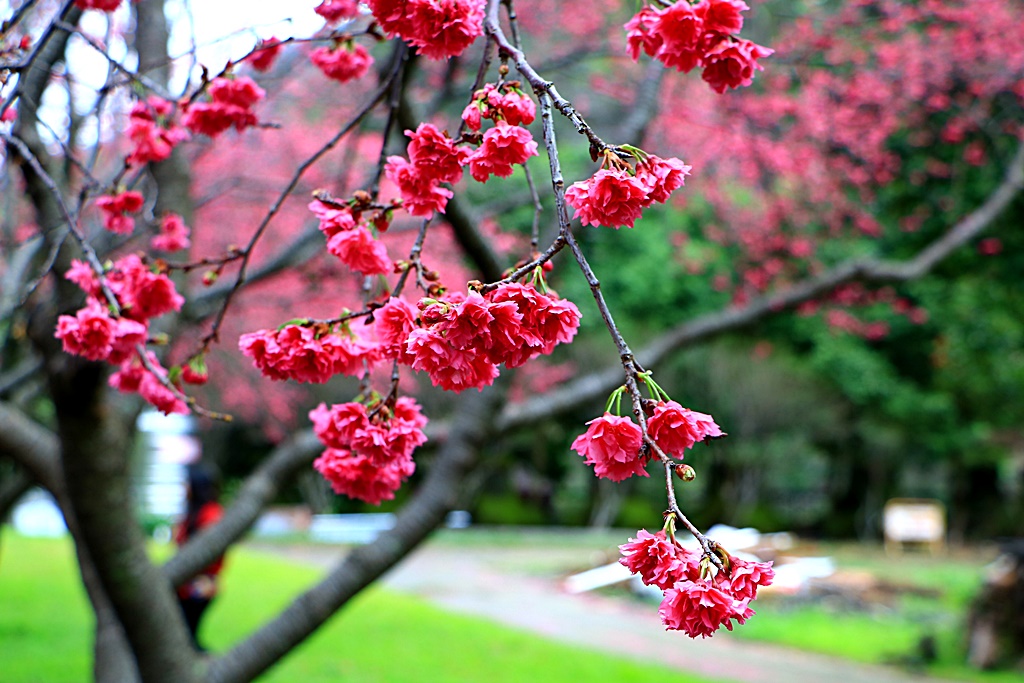 2019南投八重櫻盛開,2019箱根櫻花,一日遊,全家旅遊,八重櫻免費景點,南投清境一日遊行程,南投許願藤,南投賞櫻花,周邊景點,清境旅遊規劃,箱根生活館,輕旅行