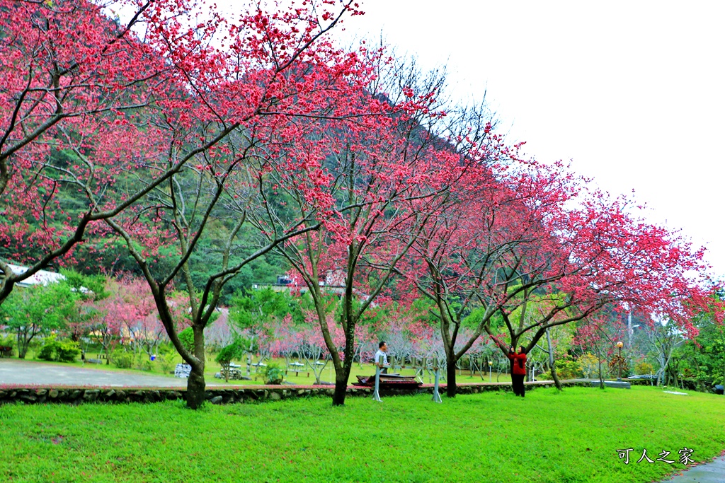 2019南投八重櫻盛開,2019箱根櫻花,一日遊,全家旅遊,八重櫻免費景點,南投清境一日遊行程,南投許願藤,南投賞櫻花,周邊景點,清境旅遊規劃,箱根生活館,輕旅行