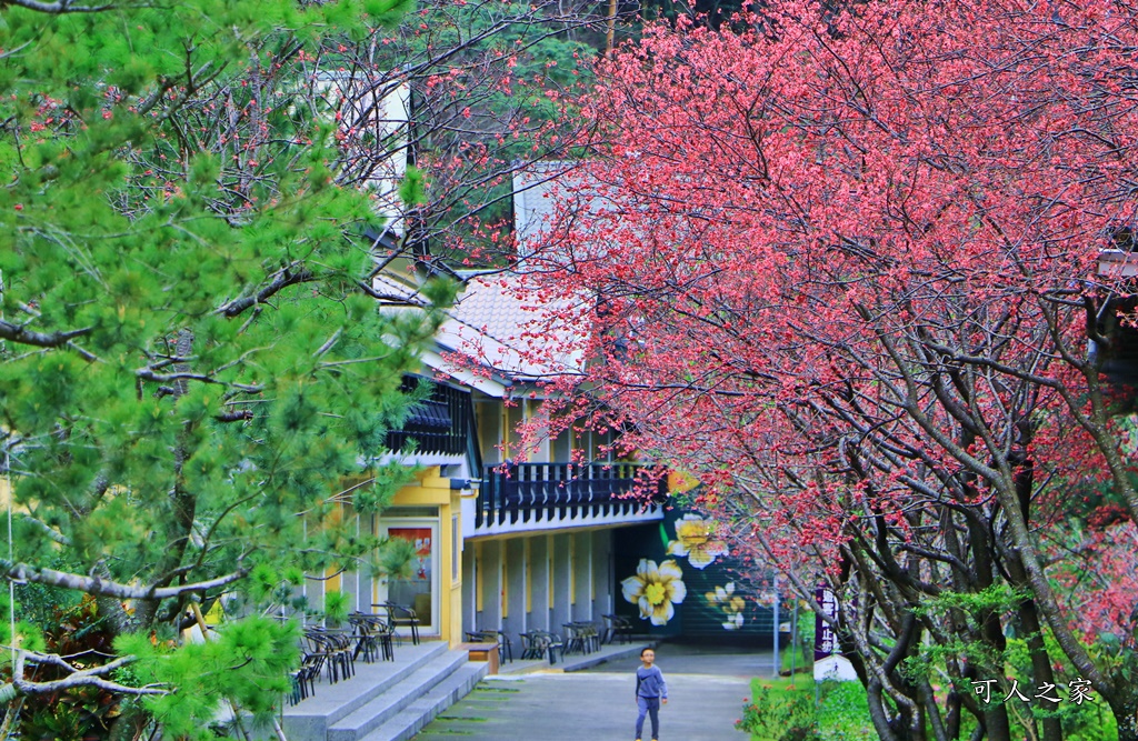 2019南投八重櫻盛開,2019箱根櫻花,一日遊,全家旅遊,八重櫻免費景點,南投清境一日遊行程,南投許願藤,南投賞櫻花,周邊景點,清境旅遊規劃,箱根生活館,輕旅行