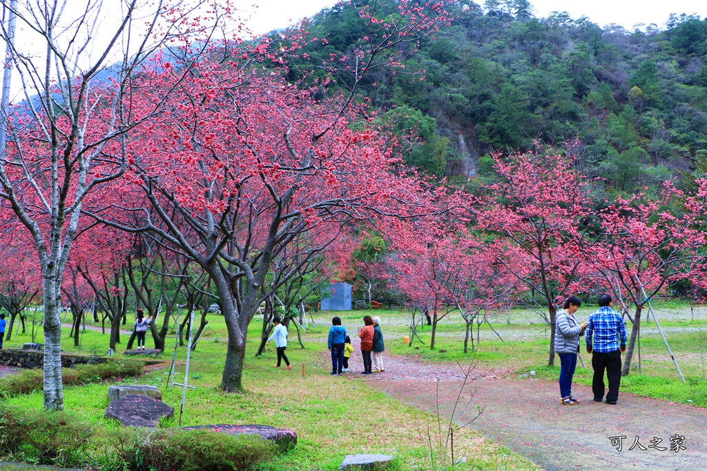 2019南投八重櫻盛開,2019箱根櫻花,一日遊,全家旅遊,八重櫻免費景點,南投清境一日遊行程,南投許願藤,南投賞櫻花,周邊景點,清境旅遊規劃,箱根生活館,輕旅行