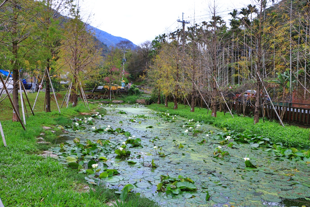 2019南投八重櫻盛開,2019箱根櫻花,一日遊,全家旅遊,八重櫻免費景點,南投清境一日遊行程,南投許願藤,南投賞櫻花,周邊景點,清境旅遊規劃,箱根生活館,輕旅行