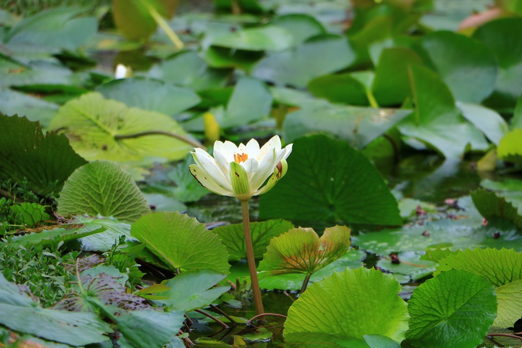 2019南投八重櫻盛開,2019箱根櫻花,一日遊,全家旅遊,八重櫻免費景點,南投清境一日遊行程,南投許願藤,南投賞櫻花,周邊景點,清境旅遊規劃,箱根生活館,輕旅行