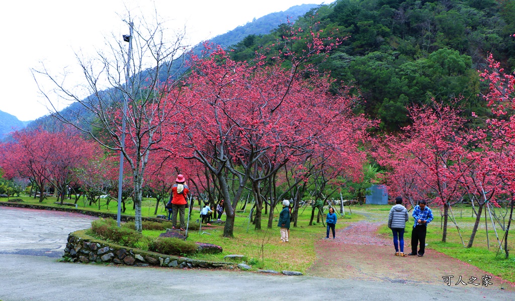 2019南投八重櫻盛開,2019箱根櫻花,一日遊,全家旅遊,八重櫻免費景點,南投清境一日遊行程,南投許願藤,南投賞櫻花,周邊景點,清境旅遊規劃,箱根生活館,輕旅行