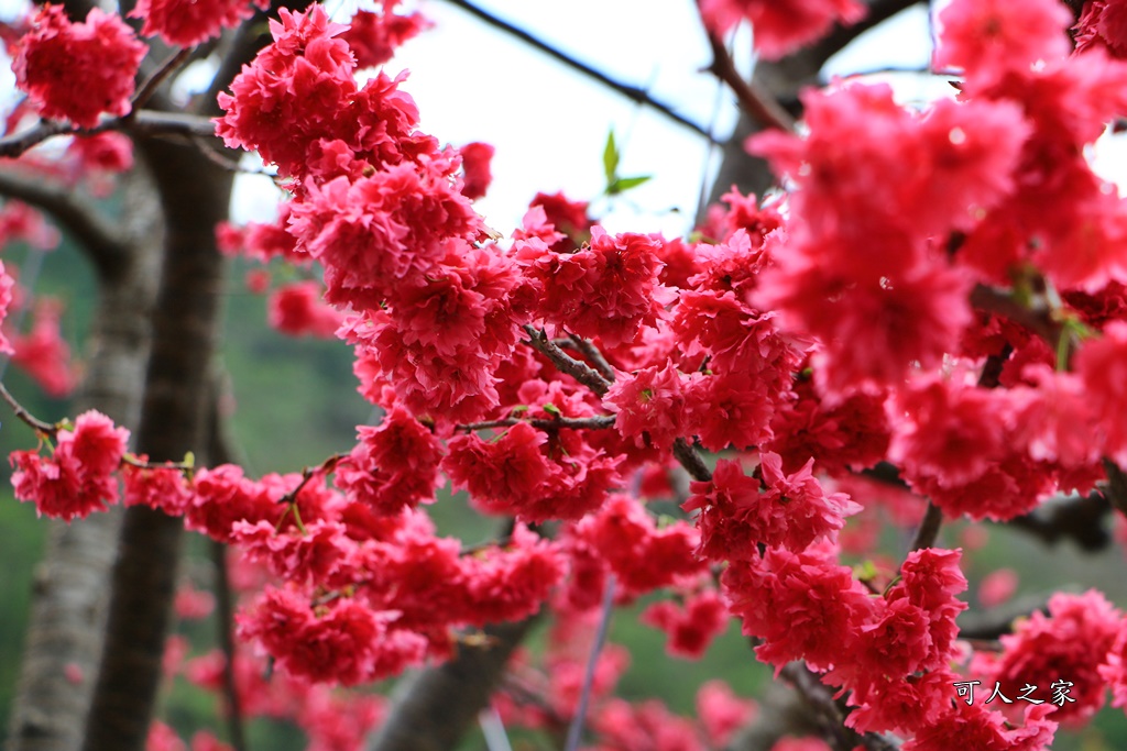 2019南投八重櫻盛開,2019箱根櫻花,一日遊,全家旅遊,八重櫻免費景點,南投清境一日遊行程,南投許願藤,南投賞櫻花,周邊景點,清境旅遊規劃,箱根生活館,輕旅行