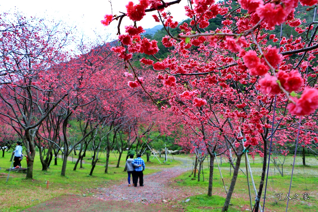 2019南投八重櫻盛開,2019箱根櫻花,一日遊,全家旅遊,八重櫻免費景點,南投清境一日遊行程,南投許願藤,南投賞櫻花,周邊景點,清境旅遊規劃,箱根生活館,輕旅行