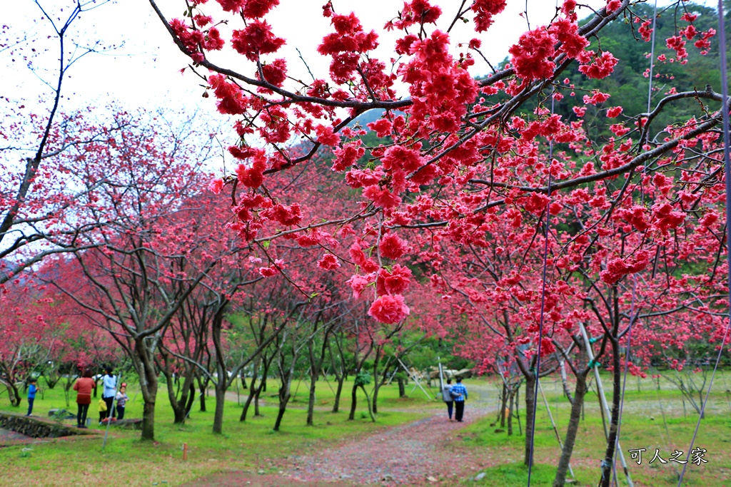 2019南投八重櫻盛開,2019箱根櫻花,一日遊,全家旅遊,八重櫻免費景點,南投清境一日遊行程,南投許願藤,南投賞櫻花,周邊景點,清境旅遊規劃,箱根生活館,輕旅行 @可人之家