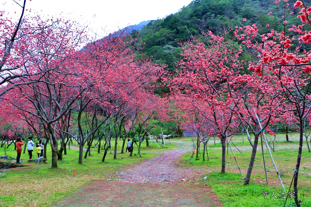 2019南投八重櫻盛開,2019箱根櫻花,一日遊,全家旅遊,八重櫻免費景點,南投清境一日遊行程,南投許願藤,南投賞櫻花,周邊景點,清境旅遊規劃,箱根生活館,輕旅行