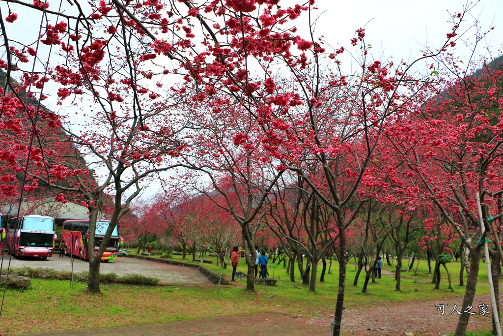 2019南投八重櫻盛開,2019箱根櫻花,一日遊,全家旅遊,八重櫻免費景點,南投清境一日遊行程,南投許願藤,南投賞櫻花,周邊景點,清境旅遊規劃,箱根生活館,輕旅行