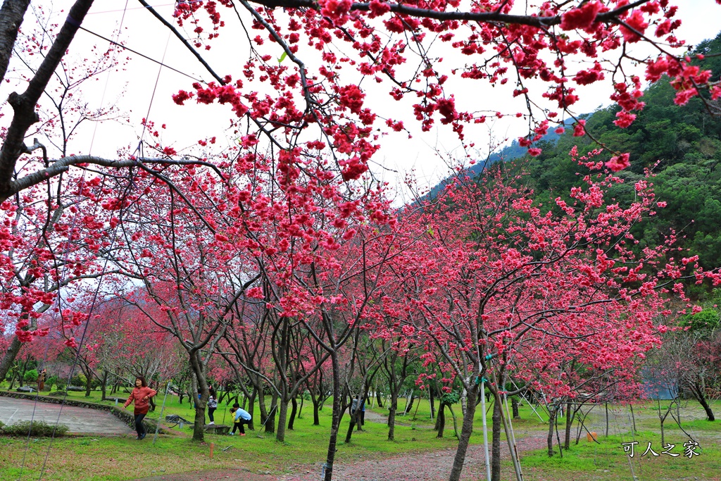 2019南投八重櫻盛開,2019箱根櫻花,一日遊,全家旅遊,八重櫻免費景點,南投清境一日遊行程,南投許願藤,南投賞櫻花,周邊景點,清境旅遊規劃,箱根生活館,輕旅行