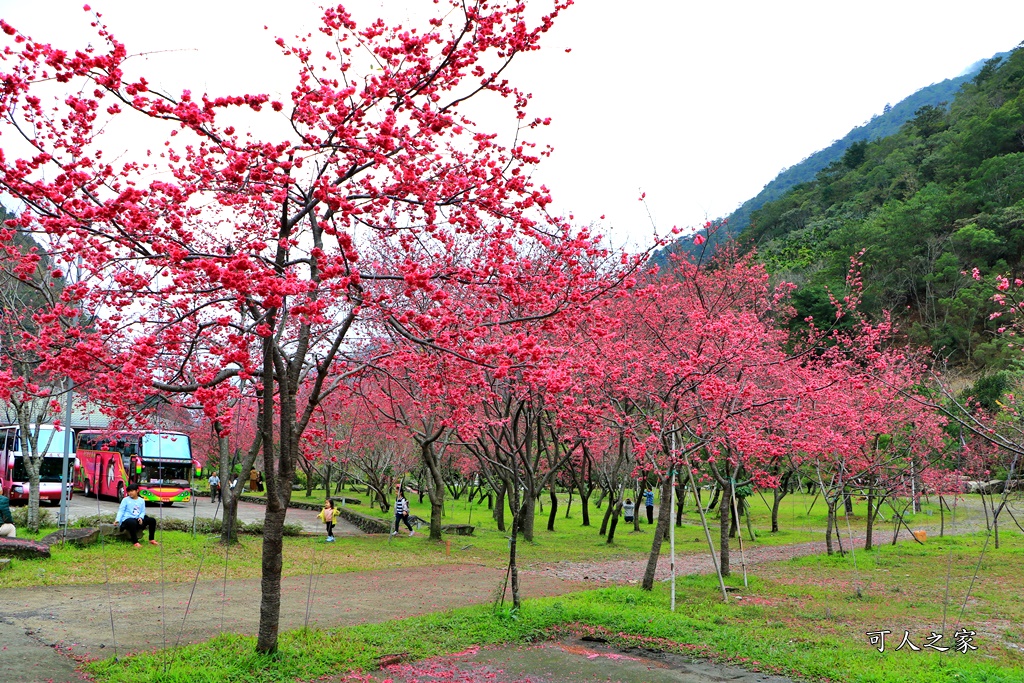 2019南投八重櫻盛開,2019箱根櫻花,一日遊,全家旅遊,八重櫻免費景點,南投清境一日遊行程,南投許願藤,南投賞櫻花,周邊景點,清境旅遊規劃,箱根生活館,輕旅行