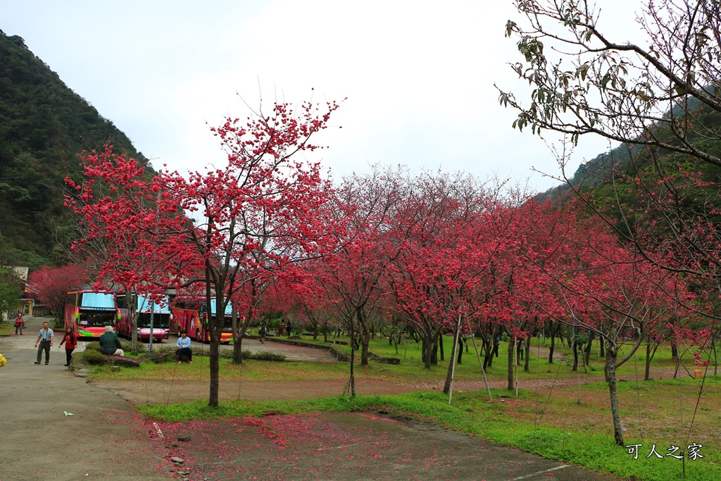 2019南投八重櫻盛開,2019箱根櫻花,一日遊,全家旅遊,八重櫻免費景點,南投清境一日遊行程,南投許願藤,南投賞櫻花,周邊景點,清境旅遊規劃,箱根生活館,輕旅行