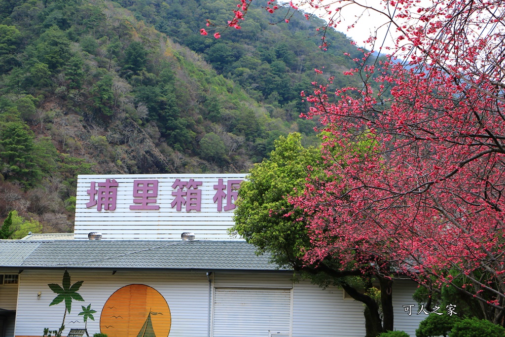 2019南投八重櫻盛開,2019箱根櫻花,一日遊,全家旅遊,八重櫻免費景點,南投清境一日遊行程,南投許願藤,南投賞櫻花,周邊景點,清境旅遊規劃,箱根生活館,輕旅行