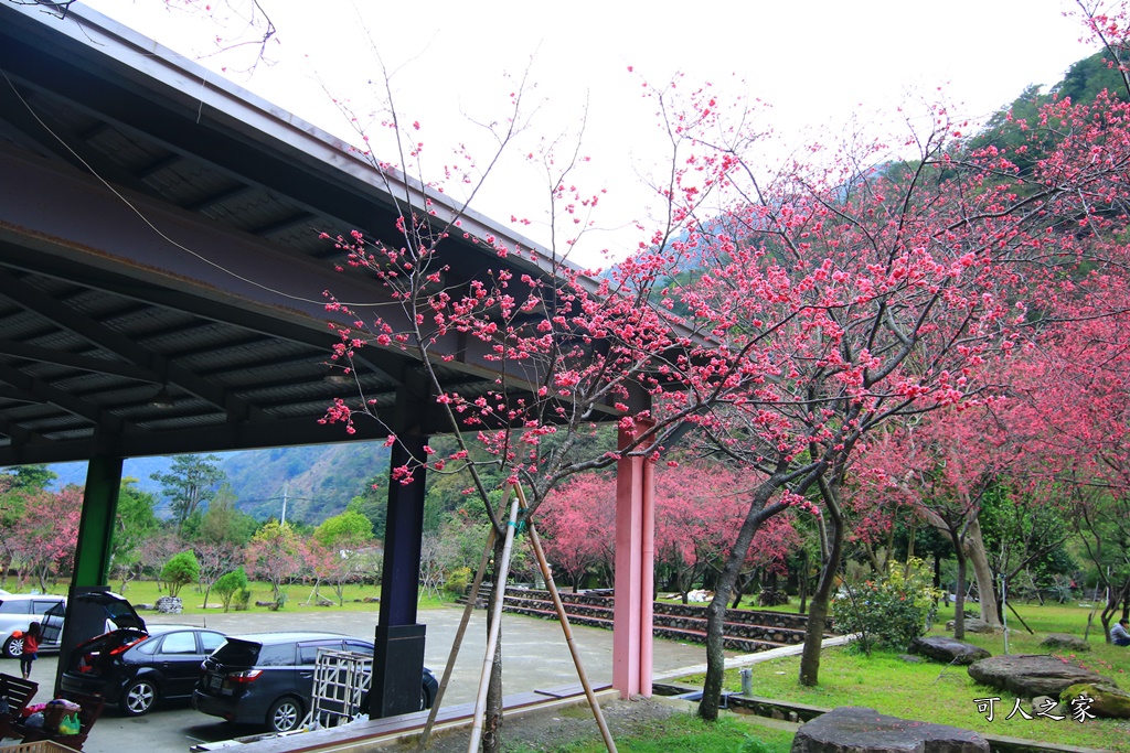 2019南投八重櫻盛開,2019箱根櫻花,一日遊,全家旅遊,八重櫻免費景點,南投清境一日遊行程,南投許願藤,南投賞櫻花,周邊景點,清境旅遊規劃,箱根生活館,輕旅行