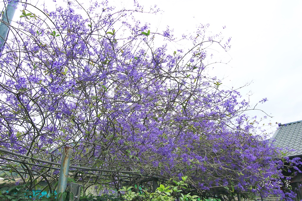 2019南投八重櫻盛開,2019箱根櫻花,一日遊,全家旅遊,八重櫻免費景點,南投清境一日遊行程,南投許願藤,南投賞櫻花,周邊景點,清境旅遊規劃,箱根生活館,輕旅行