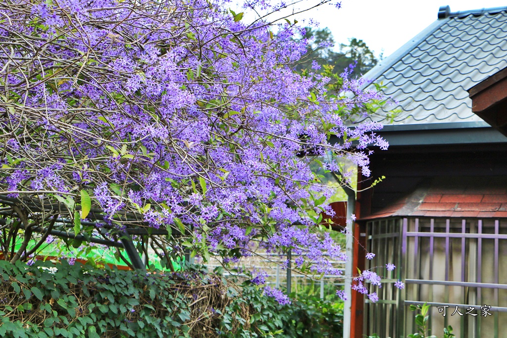 2019南投八重櫻盛開,2019箱根櫻花,一日遊,全家旅遊,八重櫻免費景點,南投清境一日遊行程,南投許願藤,南投賞櫻花,周邊景點,清境旅遊規劃,箱根生活館,輕旅行