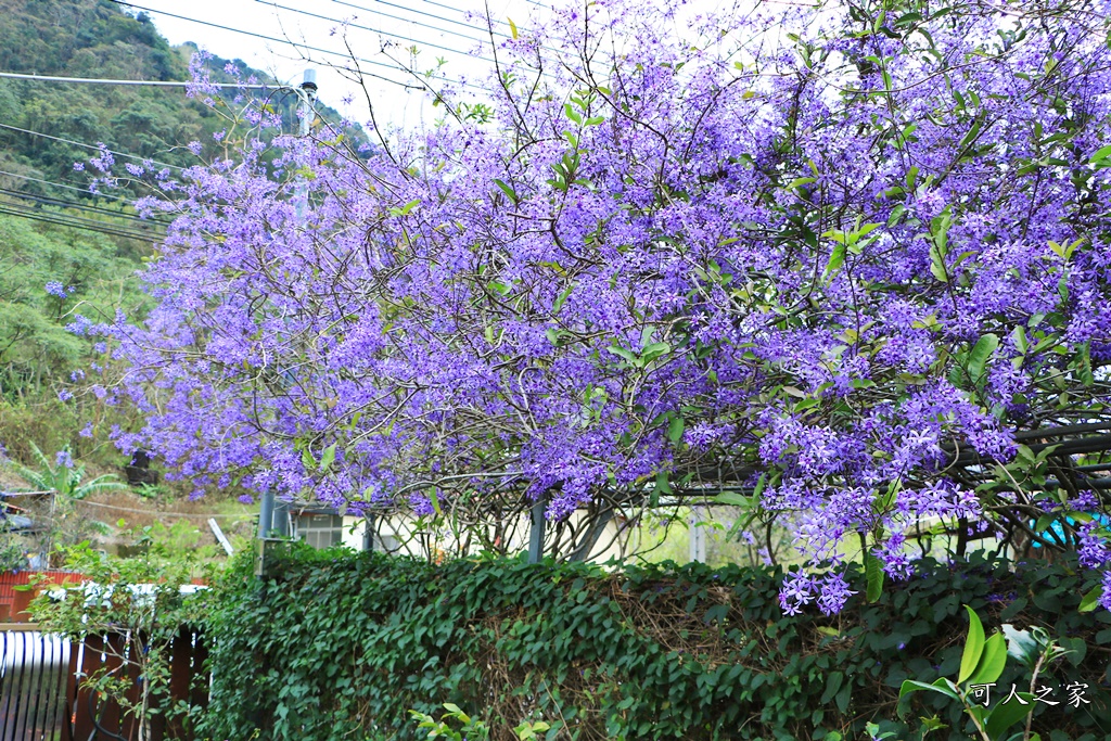 2019南投八重櫻盛開,2019箱根櫻花,一日遊,全家旅遊,八重櫻免費景點,南投清境一日遊行程,南投許願藤,南投賞櫻花,周邊景點,清境旅遊規劃,箱根生活館,輕旅行