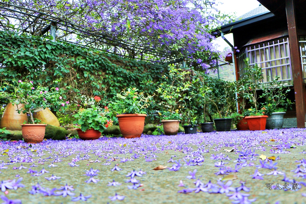 2019南投八重櫻盛開,2019箱根櫻花,一日遊,全家旅遊,八重櫻免費景點,南投清境一日遊行程,南投許願藤,南投賞櫻花,周邊景點,清境旅遊規劃,箱根生活館,輕旅行