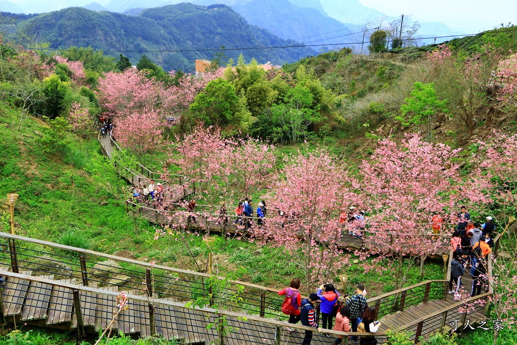 2019嘉義頂石棹昭和櫻,免費賞櫻景點,嘉義景點,嘉義櫻之道,嘉義櫻花季,石棹阿嬤愛玉,長青居民宿,頂石棹 霧之道