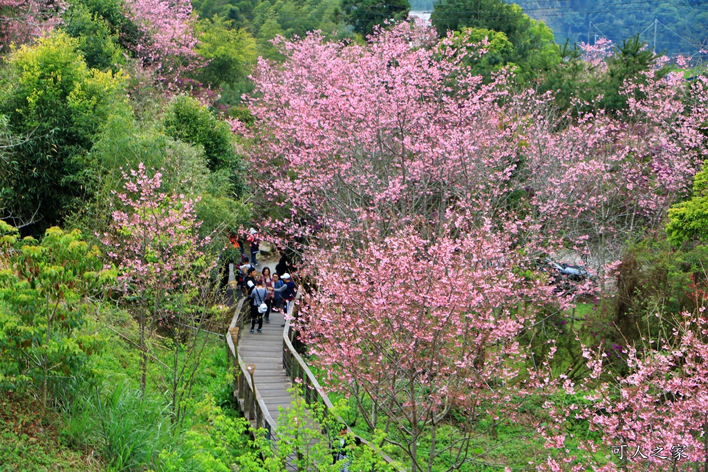 2019嘉義頂石棹昭和櫻,免費賞櫻景點,嘉義景點,嘉義櫻之道,嘉義櫻花季,石棹阿嬤愛玉,長青居民宿,頂石棹 霧之道