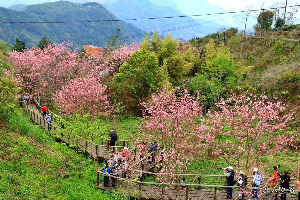 2019嘉義頂石棹昭和櫻,免費賞櫻景點,嘉義景點,嘉義櫻之道,嘉義櫻花季,石棹阿嬤愛玉,長青居民宿,頂石棹 霧之道