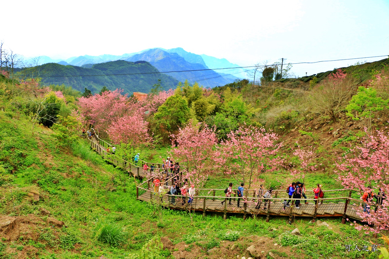 2019嘉義頂石棹昭和櫻,免費賞櫻景點,嘉義景點,嘉義櫻之道,嘉義櫻花季,石棹阿嬤愛玉,長青居民宿,頂石棹 霧之道