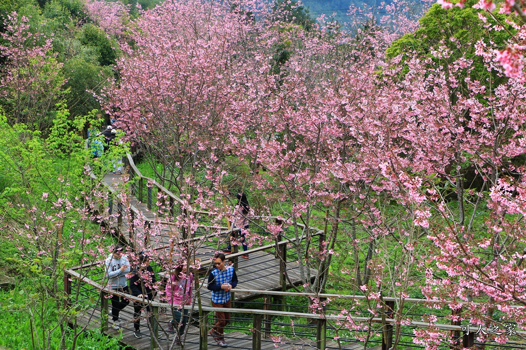 2019嘉義頂石棹昭和櫻,免費賞櫻景點,嘉義景點,嘉義櫻之道,嘉義櫻花季,石棹阿嬤愛玉,長青居民宿,頂石棹 霧之道