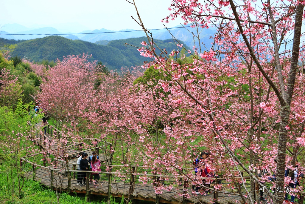 2019嘉義頂石棹昭和櫻,免費賞櫻景點,嘉義景點,嘉義櫻之道,嘉義櫻花季,石棹阿嬤愛玉,長青居民宿,頂石棹 霧之道