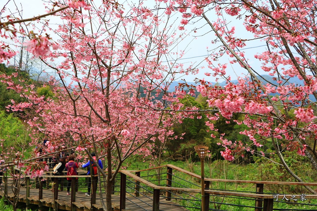 2019嘉義頂石棹昭和櫻,免費賞櫻景點,嘉義景點,嘉義櫻之道,嘉義櫻花季,石棹阿嬤愛玉,長青居民宿,頂石棹 霧之道