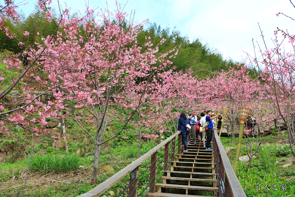 2019嘉義頂石棹昭和櫻,免費賞櫻景點,嘉義景點,嘉義櫻之道,嘉義櫻花季,石棹阿嬤愛玉,長青居民宿,頂石棹 霧之道