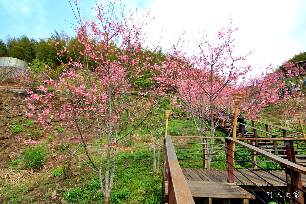 2019嘉義頂石棹昭和櫻,免費賞櫻景點,嘉義景點,嘉義櫻之道,嘉義櫻花季,石棹阿嬤愛玉,長青居民宿,頂石棹 霧之道