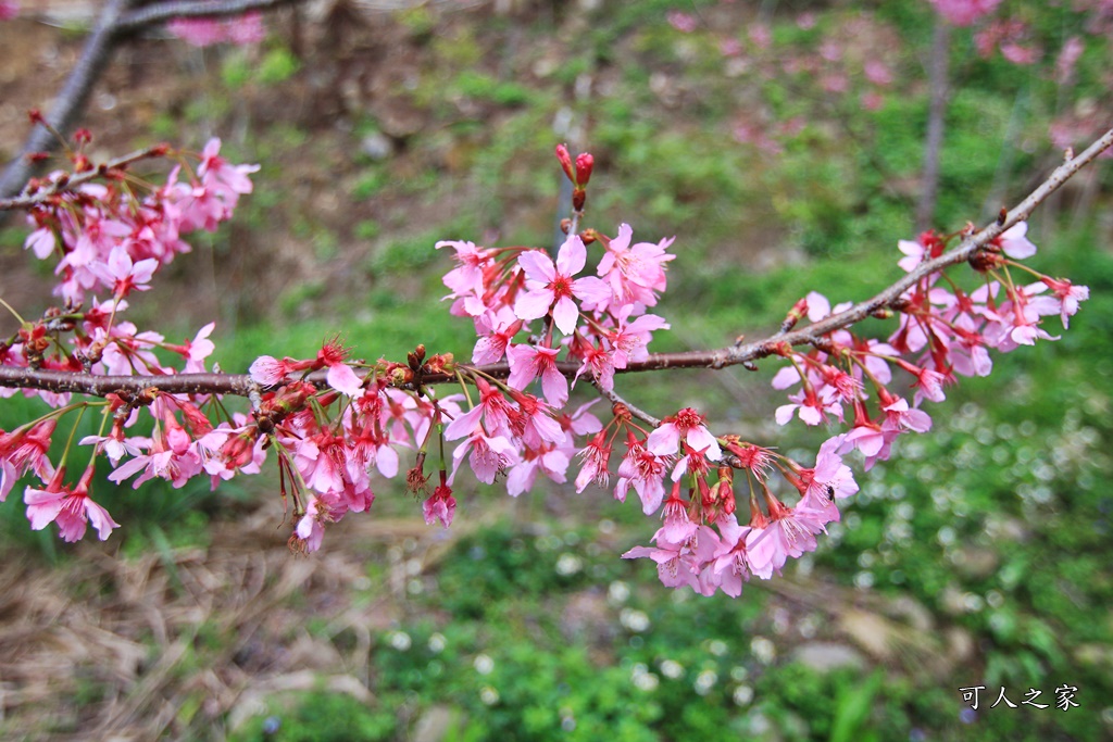 2019嘉義頂石棹昭和櫻,免費賞櫻景點,嘉義景點,嘉義櫻之道,嘉義櫻花季,石棹阿嬤愛玉,長青居民宿,頂石棹 霧之道