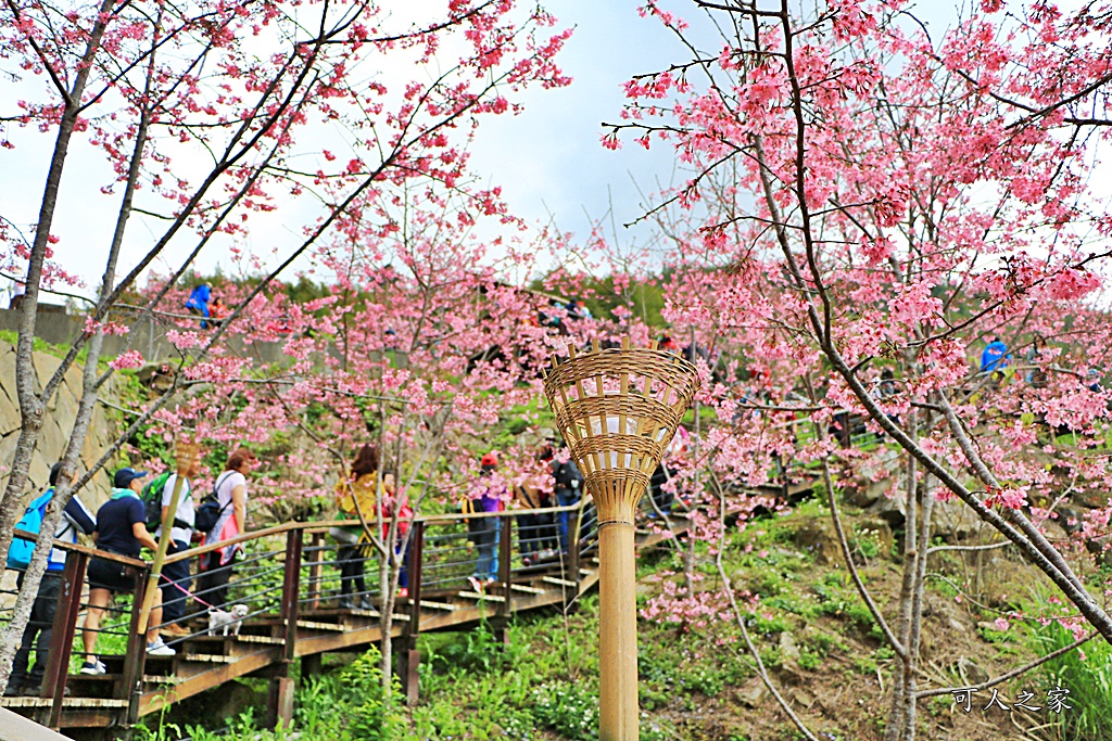 2019嘉義頂石棹昭和櫻,免費賞櫻景點,嘉義景點,嘉義櫻之道,嘉義櫻花季,石棹阿嬤愛玉,長青居民宿,頂石棹 霧之道