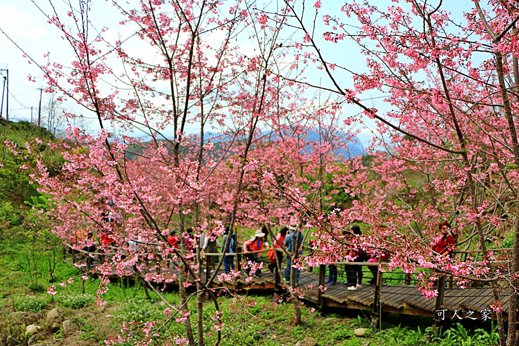 2019嘉義頂石棹昭和櫻,免費賞櫻景點,嘉義景點,嘉義櫻之道,嘉義櫻花季,石棹阿嬤愛玉,長青居民宿,頂石棹 霧之道