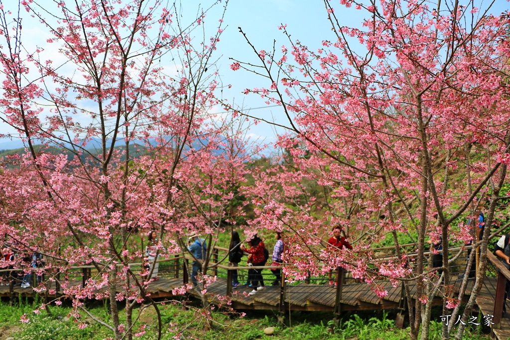 2019嘉義頂石棹昭和櫻,免費賞櫻景點,嘉義景點,嘉義櫻之道,嘉義櫻花季,石棹阿嬤愛玉,長青居民宿,頂石棹 霧之道