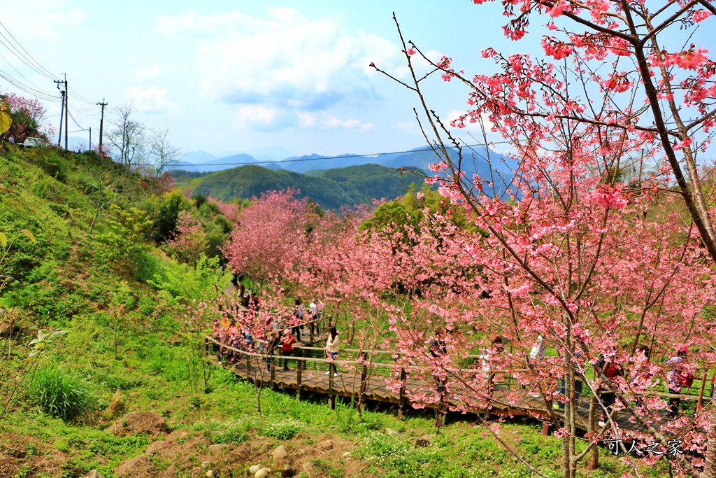 2019嘉義頂石棹昭和櫻,免費賞櫻景點,嘉義景點,嘉義櫻之道,嘉義櫻花季,石棹阿嬤愛玉,長青居民宿,頂石棹 霧之道