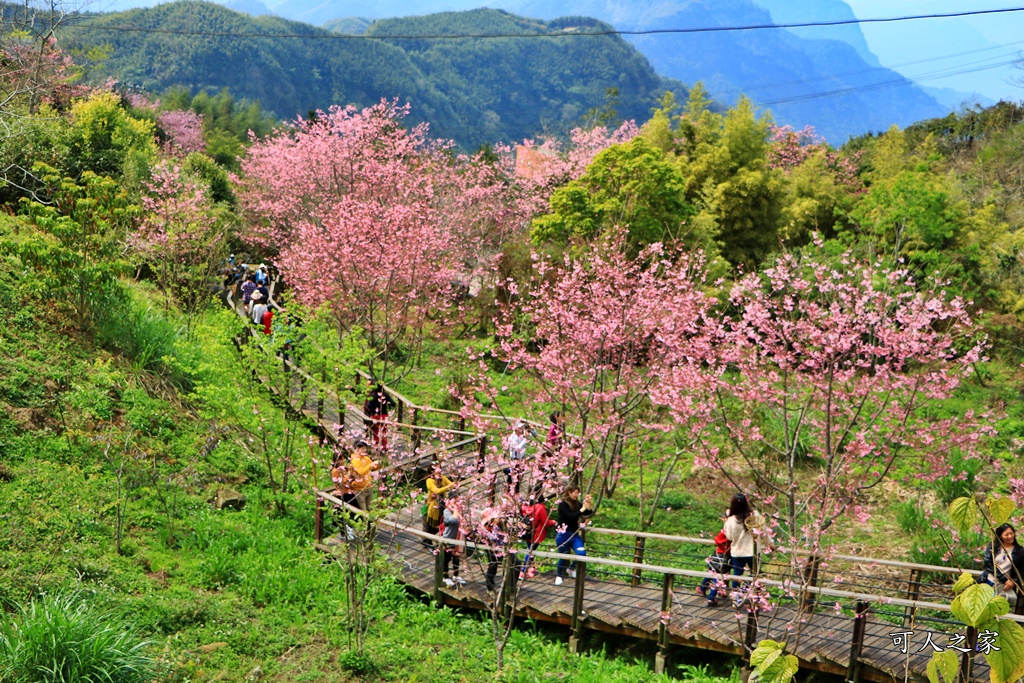 2019嘉義頂石棹昭和櫻,免費賞櫻景點,嘉義景點,嘉義櫻之道,嘉義櫻花季,石棹阿嬤愛玉,長青居民宿,頂石棹 霧之道