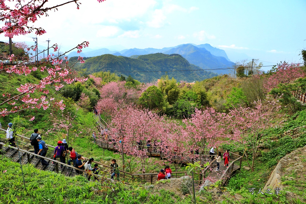 2019嘉義頂石棹昭和櫻,免費賞櫻景點,嘉義景點,嘉義櫻之道,嘉義櫻花季,石棹阿嬤愛玉,長青居民宿,頂石棹 霧之道